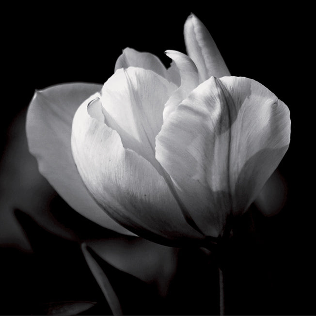 CS0261 To Bloom, available in multiple sizes