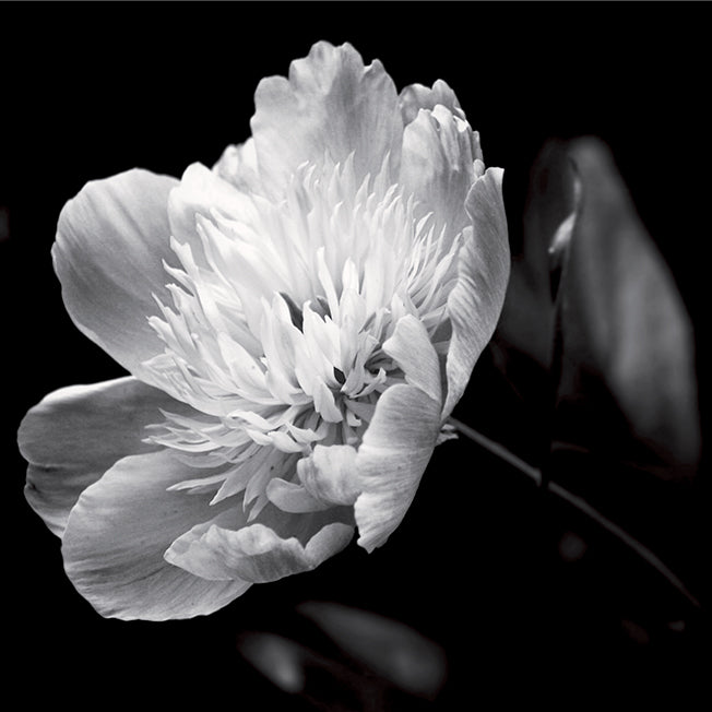 CS0264 Wild Flower,, available in multiple sizes