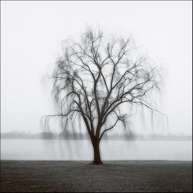 Cook,82672 Willow on The Potomac, by Jamie Cook, available in multiple sizes