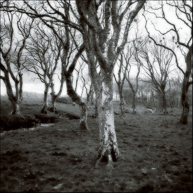 82684 Winter Forest, by Cook, available in multiple sizes