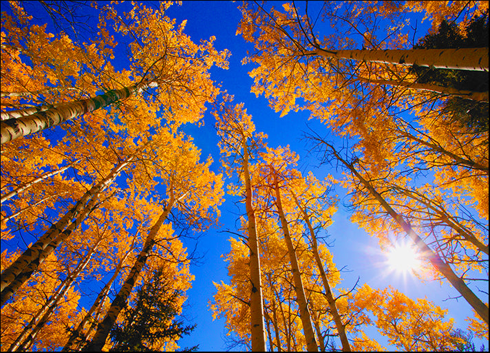 DESLAN135469 1764101, by DesignPics - Landscapes and Nature, available in multiple sizes