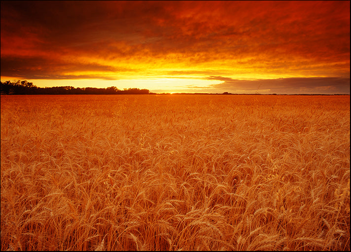 DESLAN135550 6143, by DesignPics - Landscapes and Nature, available in multiple sizes