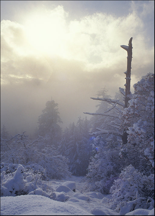 DESLAN136442 1771975, by DesignPics - Landscapes and Nature, available in multiple sizes