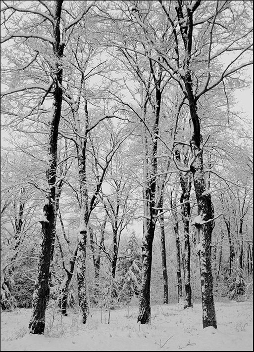 DESLAN136451 1773236, by DesignPics - Landscapes and Nature, available in multiple sizes