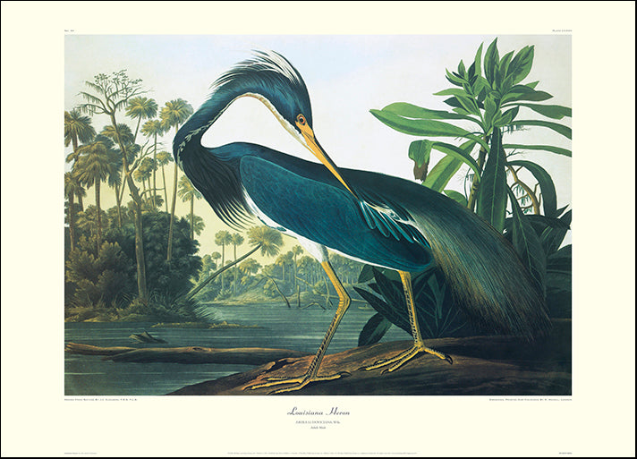 DP-132797 Louisiana Heron, by John James Audubon, available in multiple sizes - Chamton