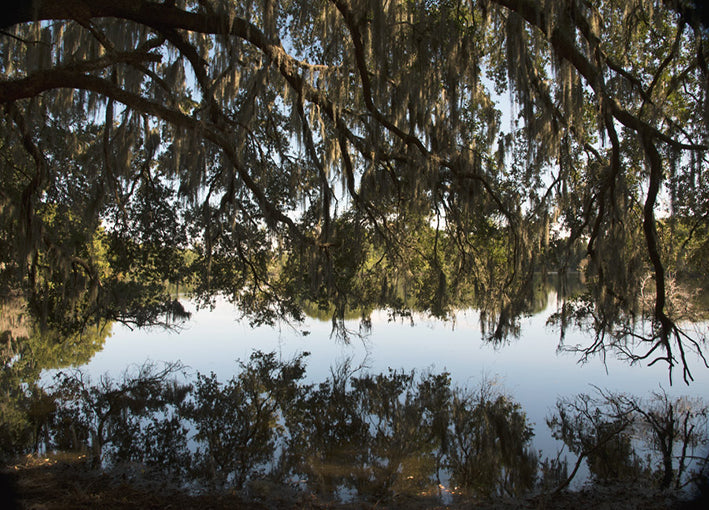 102362 Under the Spanish Moss, by De Bord, available in multiple sizes