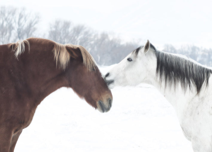 101948 Winter Kiss, by Dunker, available in multiple sizes