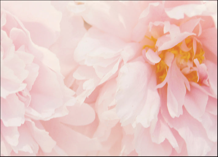 ERICLA120504 Peony III, by Erin Clark, available in multiple sizes