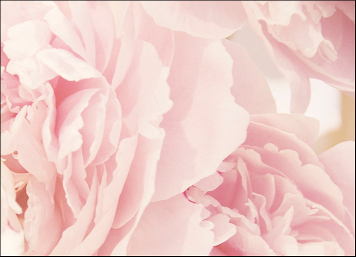 ERICLA120505 Peony IV, by Erin Clark, available in multiple sizes