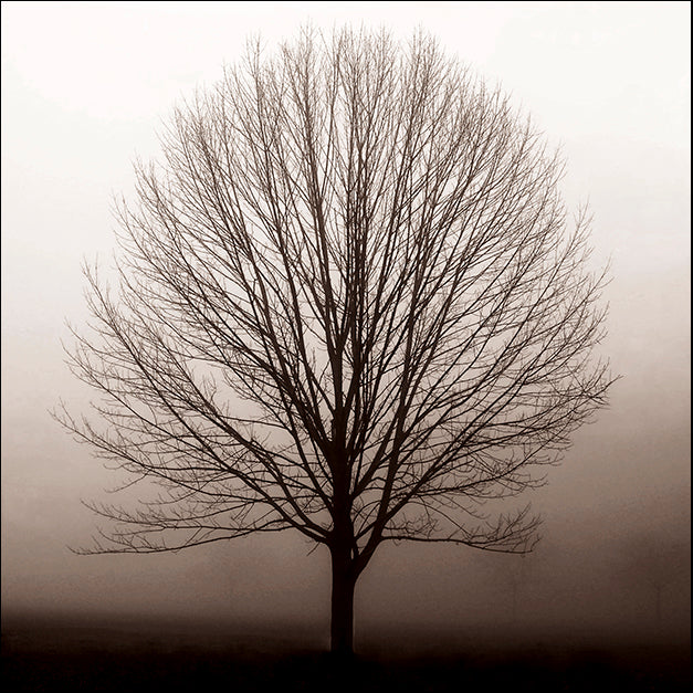 ERICLA83800 Hazy Maple, by Erin Clark, available in multiple sizes