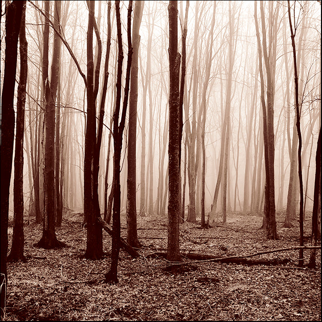 ERICLA83811 Winter Wood, by Erin Clark, available in multiple sizes