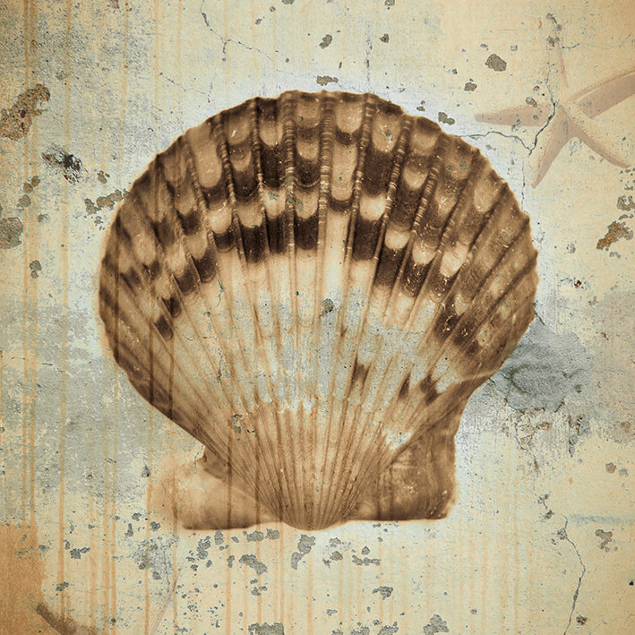 HW024-A Shabby Shells III, available in multiple sizes