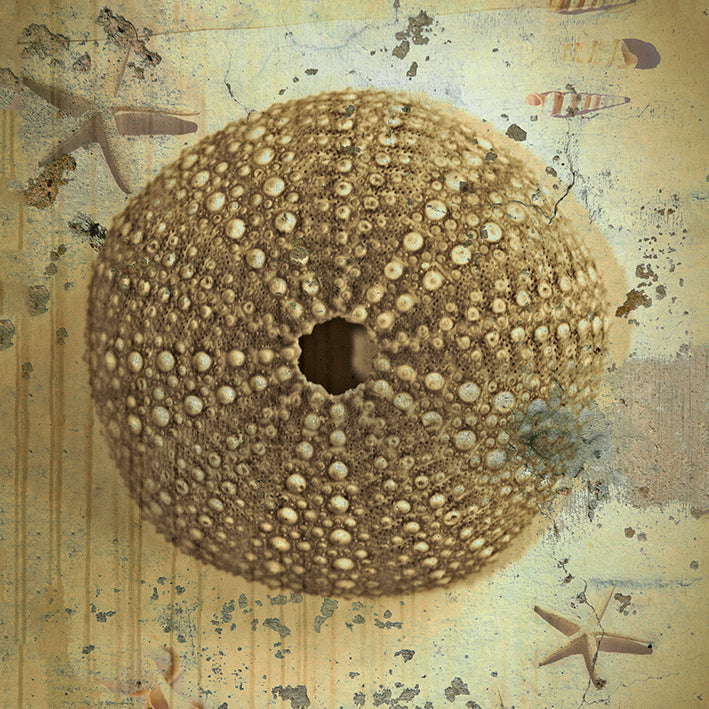 HW025-A Shabby Shells IV, available in multiple sizes - Chamton