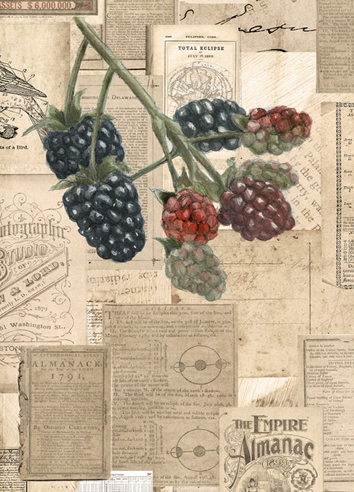 102416 Blackberries, by Harvey B, available in multiple sizes