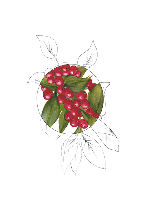 108701 Red Holly Berries, by Jones E, available in multiple sizes