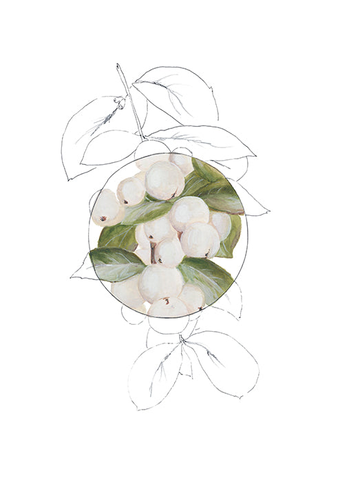 108702 White Holly Berries, by Jones E, available in multiple sizes