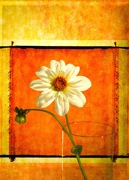 72875 Daisy, by Landreth, available in multiple sizes