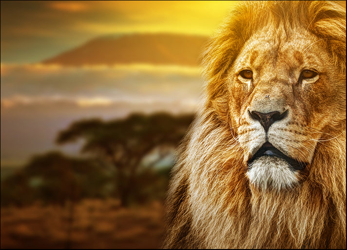 e0971871 Lion portrait on savanna landscape, available in multiple sizes