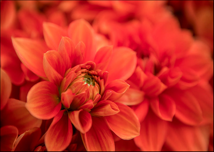 MAT-1103 Spring Fire by Aaron Matheson, available in multiple sizes