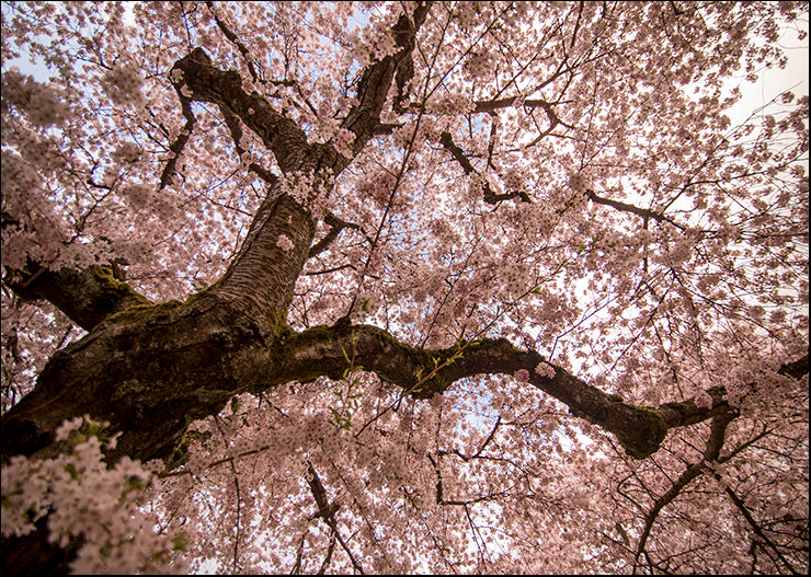 MAT-1199 Spring's Arrival by Aaron Matheson, available in multiple sizes