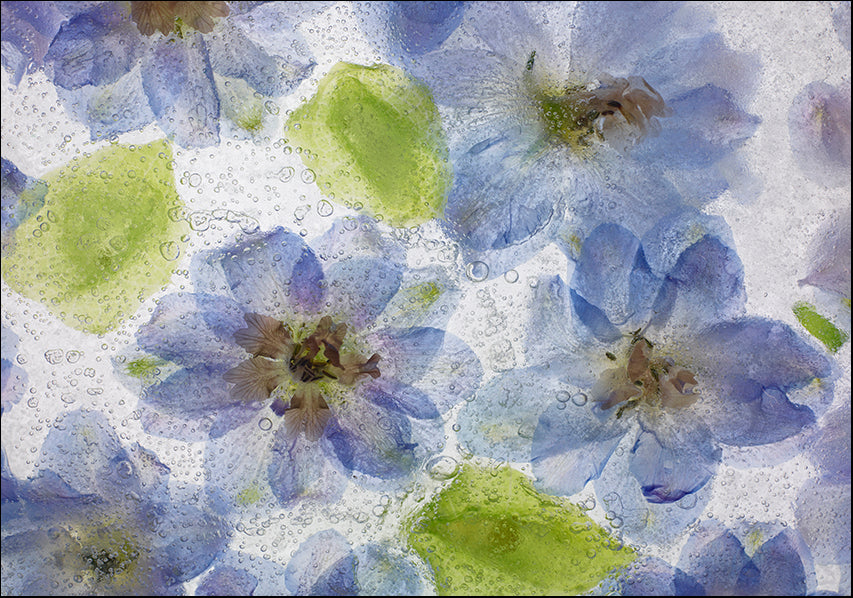 MOILEV132767 Flores Congeladas 1, available in multiple sizes