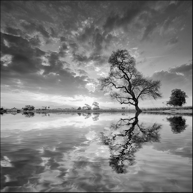 MOILEV139240 Arbol en Agua , available in multiple sizes