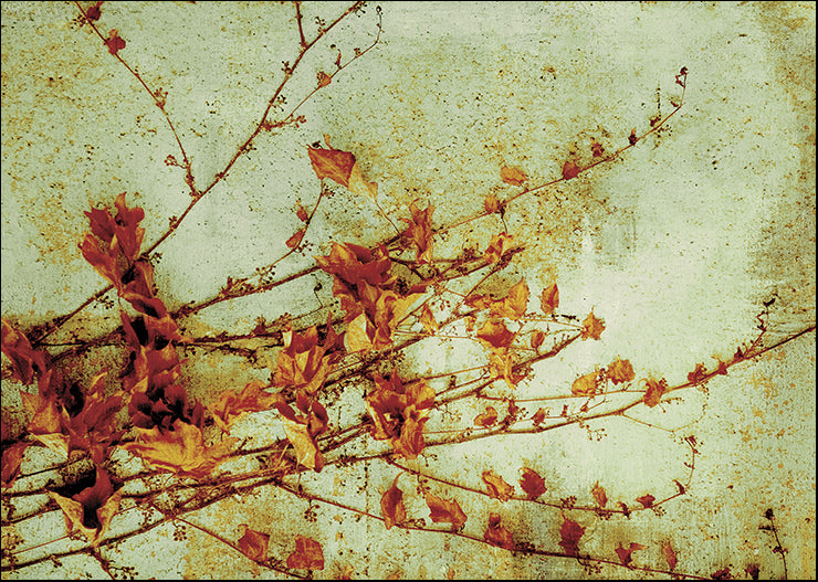 PA086-A Persimmon, available in multiple sizes