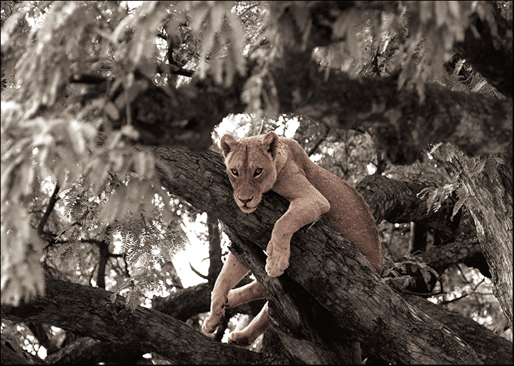 PLOV-105 African Heat by Jorge Llovet, available in multiple sizes