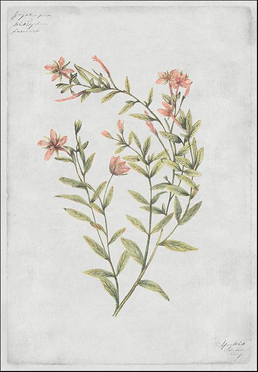 PZ133-A Swamp Rose, available in multiple sizes - Chamton