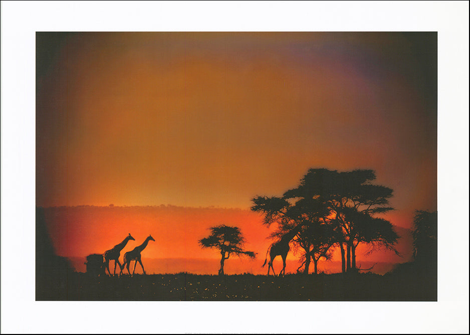 R SPT8560 African Moonglow by Bobbie Goodrich 70x50cm on paper