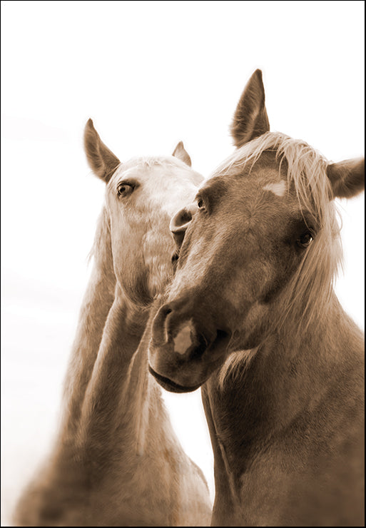 PBRO-135 Delightful Beaity II by Jennifer Broussard, available in multiple sizes