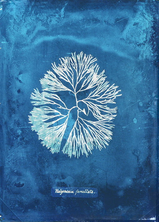 102184 Natural Forms Blue 6, by THE Studio, available in multiple sizes