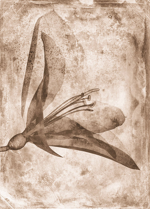 102218 Sepia Flower Inversions 2, by THE Studio, available in multiple sizes - Chamton
