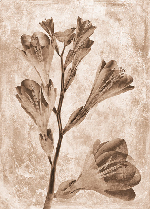 102221 Sepia Flower Inversions 5, by THE Studio, available in multiple sizes - Chamton