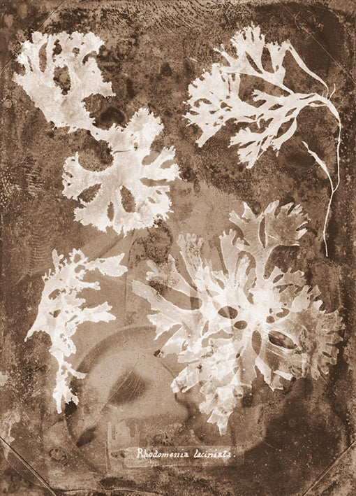 102226 Natural Forms Sepia 1, by THE Studio, available in multiple sizes - Chamton