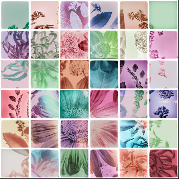 108282 Analog Flowers, by THE Studio, available in multiple sizes