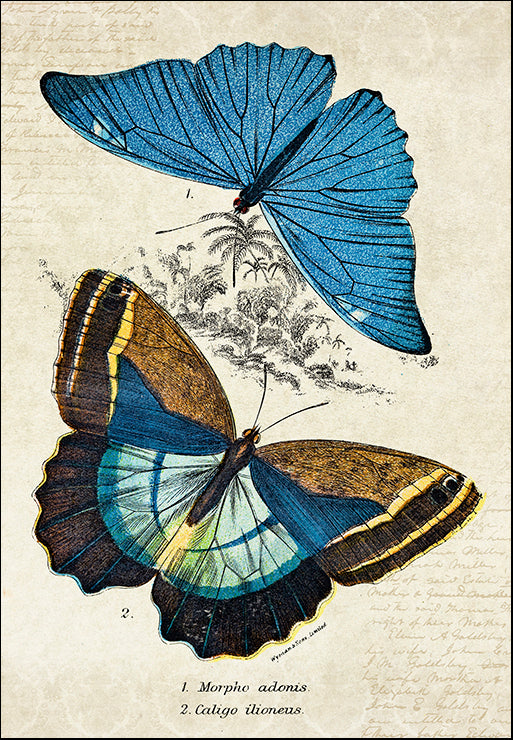 ZX089-A Kirby Butterflies II, available in multiple sizes - Chamton