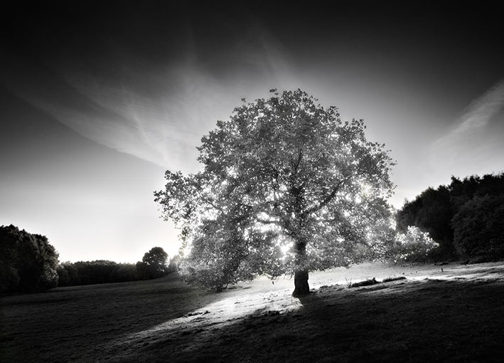 78252 MKH-40, by Henson, available in multiple sizes