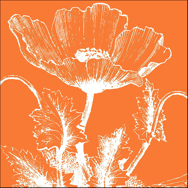 76630 Poppy III, by Meyer, available in multiple sizes