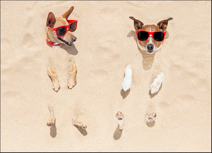 i2128319b Couple Of Dogs Buried In Sand, available in multiple sizes