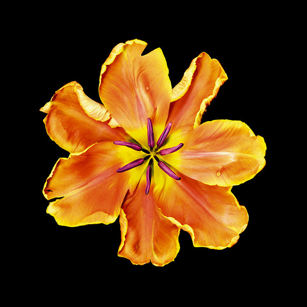 86062 Apricot Parrot, by joSon, available in multiple sizes