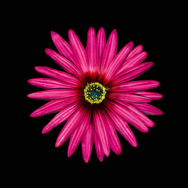 86065 Pink Daisy, by joSon, available in multiple sizes