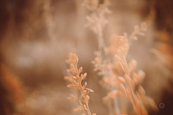 71621 WA Texas Wild, by Nathan Larson, available in multiple sizes