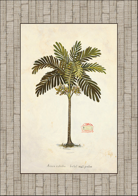 AB9534 Nut Palm Illustration, available in multiple sizes - Chamton