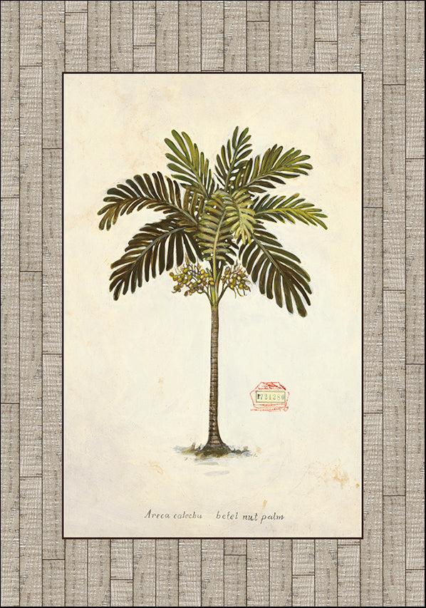 AB9534 Nut Palm Illustration, available in multiple sizes