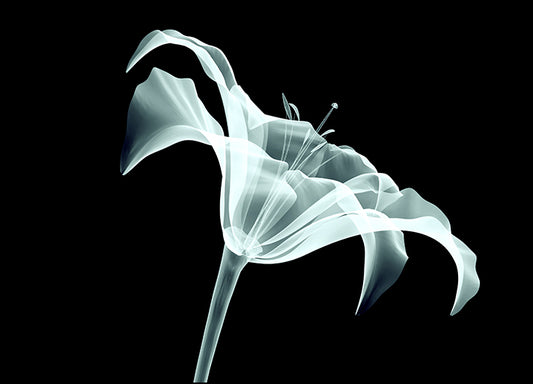 102268403 Isolated Flower I, available in multiple sizes
