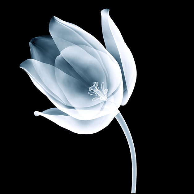 102269783 X-Ray Tulip I, available in multiple sizes