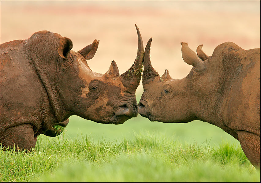 1025015 Rhinoceros affection, available in multiple sizes