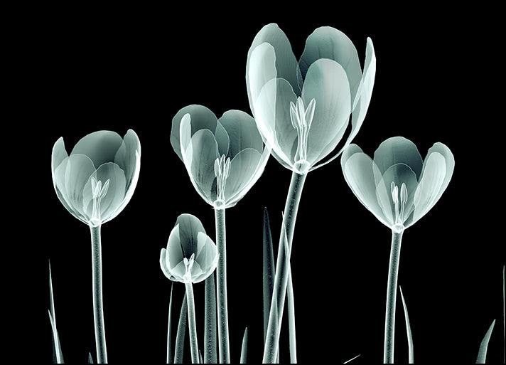 105325334 Isolated Flower II, available in multiple sizes