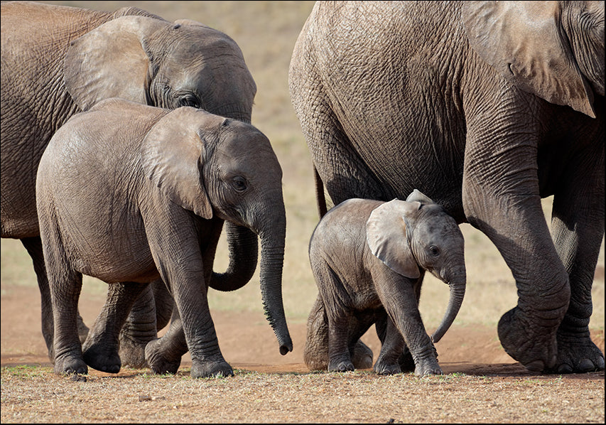 11274610 Elephant family on the move , available in multiple sizes